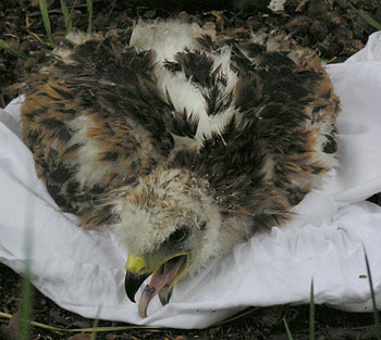 A Red Kite chick taken from the nest to be ringed and wing-tagged.